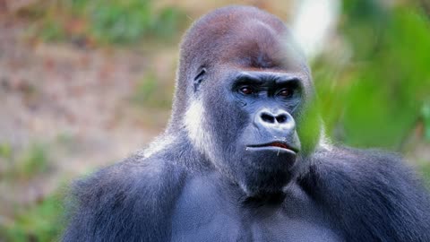 Funny Gorilla eating Carrot.