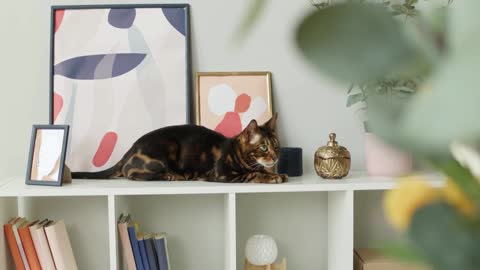 Bengal cat sitting on shelf close-up. Brown kitten resting on ledge near pictures