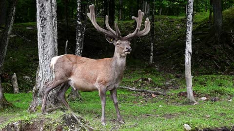 An elk in the woods