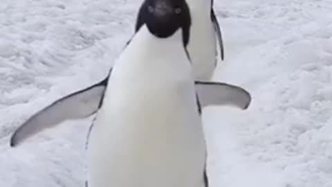 Adélie Penguin Falling Towards You