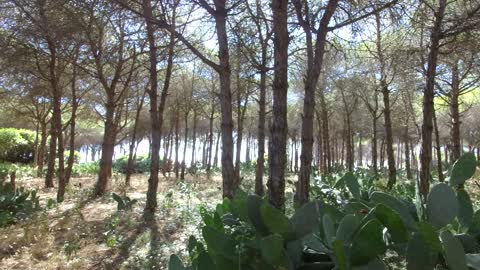 Pine Forest Lagoa Beach Algarve Walk