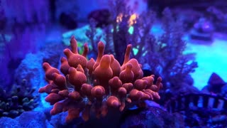 Maroon Clownfish Coming Home