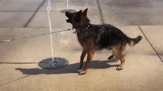 Dog Tries to Catch Water Fountain