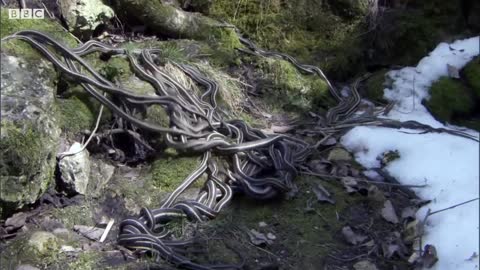 Male Garter Snake Tricks Other Males With His Female Scent | Life | BBC Earth