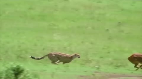 Tiger 🐅🐅 chasing Impala.