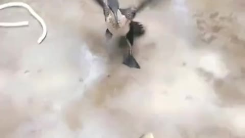 Wow, Hungry bird tried to eat giant fish