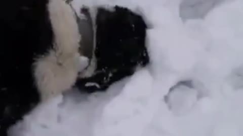 dog in the snow