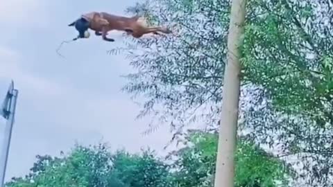 Training Dog to jump