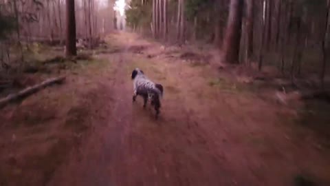 Alice is a fox. Dogs in the forest