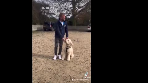 Adam Spivey - South End UK Dog Training - Attempting to Dig out of a Bribery Based Approach