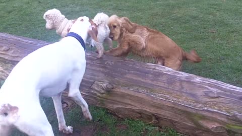 Happy Dogs Having Fun In The Garden