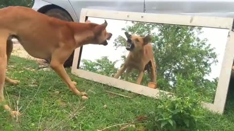 Funny Dogs Mirror Prank