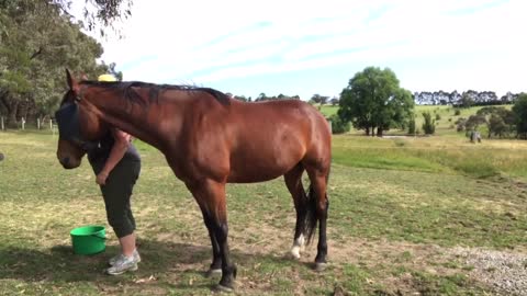 Horse Training