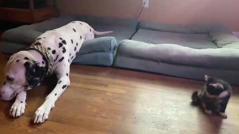 Must need see -Rambunctious kitten plays gentle Dalmatian friend