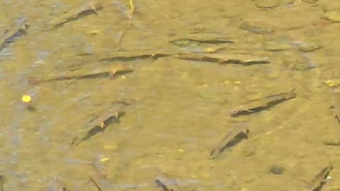 Fish in the river / Fish in clear fresh water.