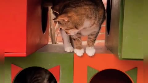 Funny Cat Video