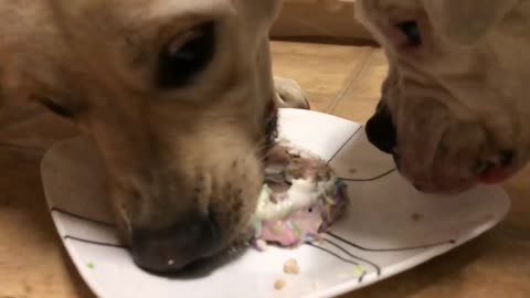 Dog doesn't want to share Birthday cake!