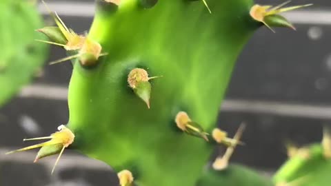 This plant is covered with thorns