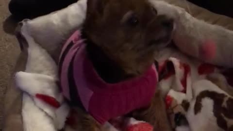 Dog in pink sweater tries to grab ball on a string