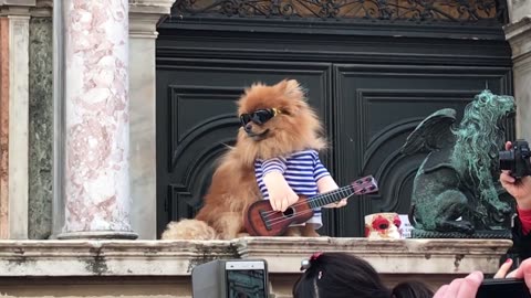 Singing Dog in Venezia