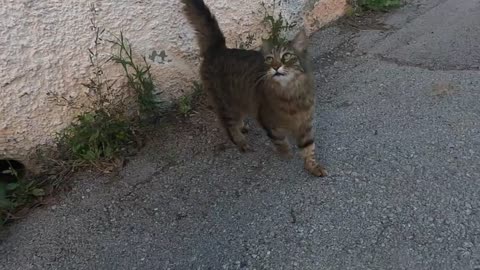 Cat meowing very loudly with extraordinary speed :)