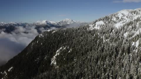 Pine forest on a snowy mountain