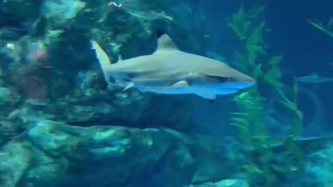 fish swimming in an aquarium