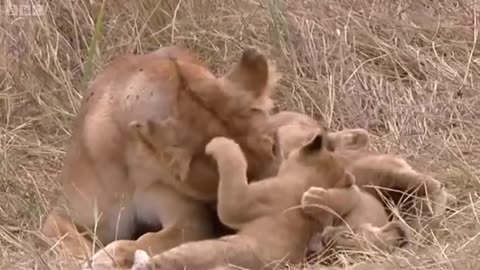 Tamu's Four Lion Cubs | Big Cat Diaries | BBC Earth