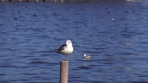 Beautful birds Mating