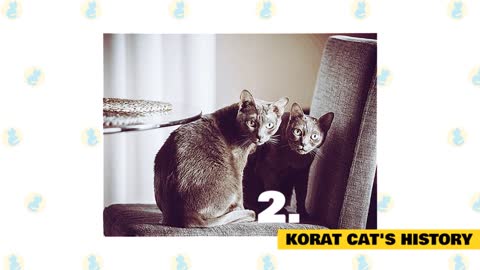 Korat Cats: Fun Facts and Myths!