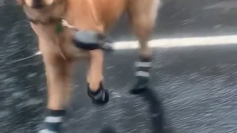 Golden Retriever Shows Owner His Boots