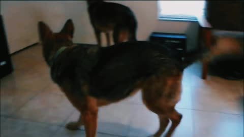 Dogs have priceless reaction after discovering their video went viral