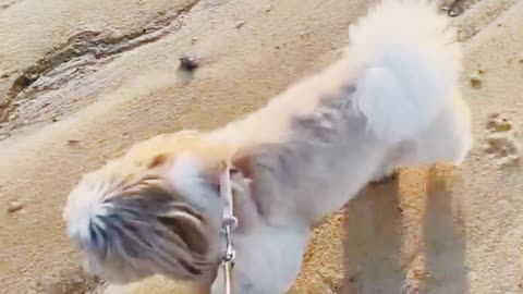 Puppy Is Very Excited To Going Beach