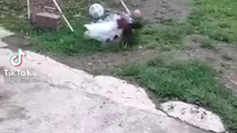 Pelea entre un gallo y un conejo quien ganara