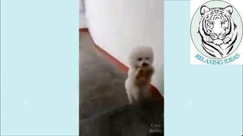 Watch this smart dog going upstairs