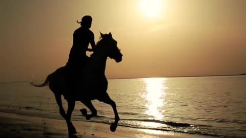 Arabian Stallion Silhouette on the Beach