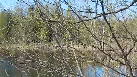 Took a walk at Cheam Lake wetlands regional park