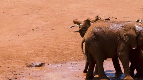 Two little elephants playing in the mud