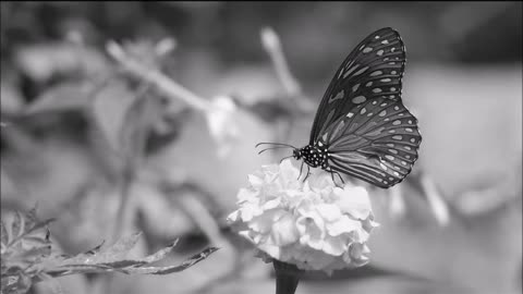 Beautiful flowers black and white