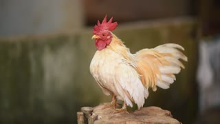 Young cock is just learning to crow