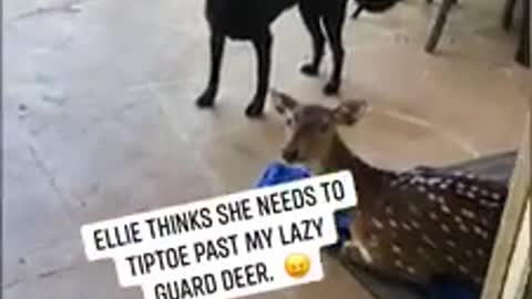 Pup tip-toes into house past rescued deer