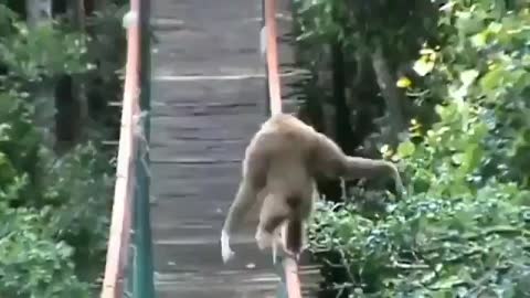 Chimpanzees walk on the bridge