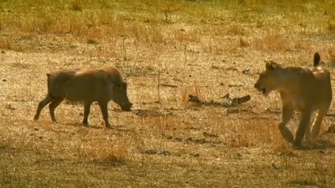 Lions vs Warthog_fight