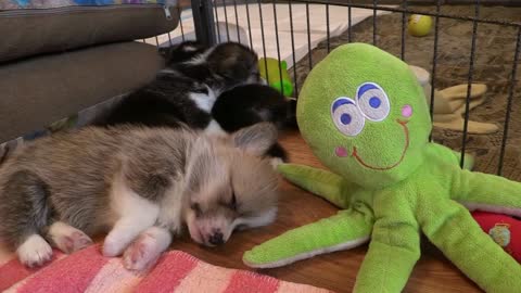 Cute Dogs Babysitting Dog And Baby Toy Sleeping Together