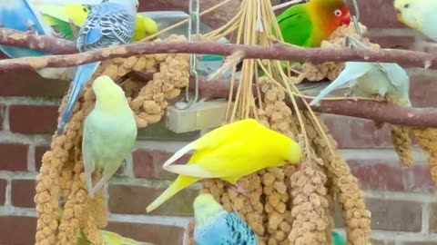 Budgies, lovebirds, java sparrows and cockatiels🤩