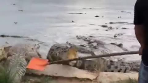 An imperturbable Chinese man knocks on crocodiles with a shovel.