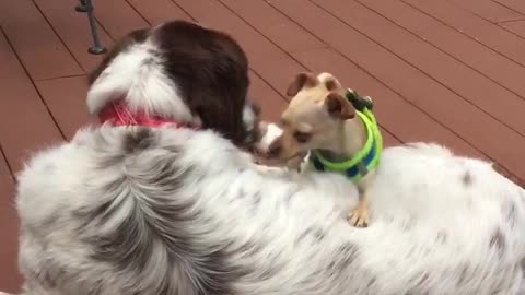 Trudy the chihuahua and Henry the Newfy