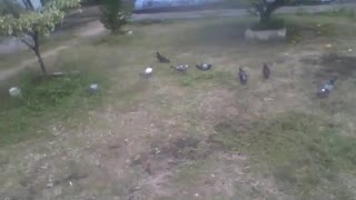 Several pigeons eating on grass small foods, next to bushes and a building [Nature & Animals]