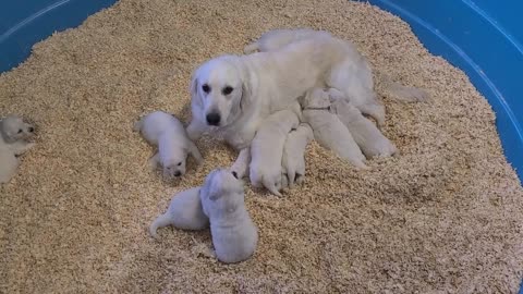 OC Goldens - Chloe & Her Puppies