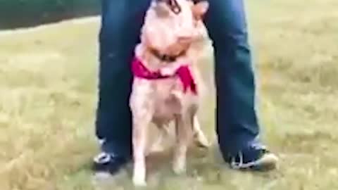 well trained pet make you shock # funny videos of dog #dogvideos